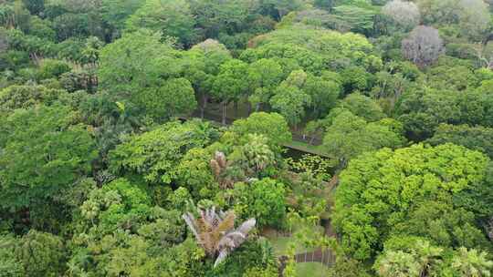 毛里求斯潘普勒姆植物园池塘俯视图与巨大的