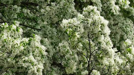 百年流苏花满枝头