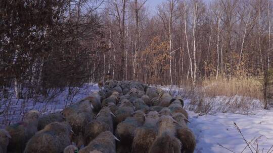 雪地中羊群走过跟拍