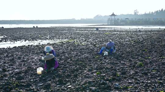 湛江海边退潮后滩涂海滩赶海捡海蛎子的渔民