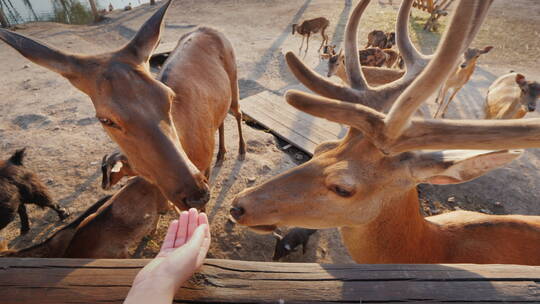 一只手把食物喂给鹿吃