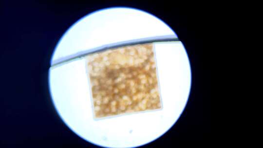 蛙表皮细胞切片