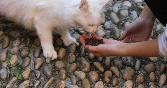 手捧猫粮给猫吃东西