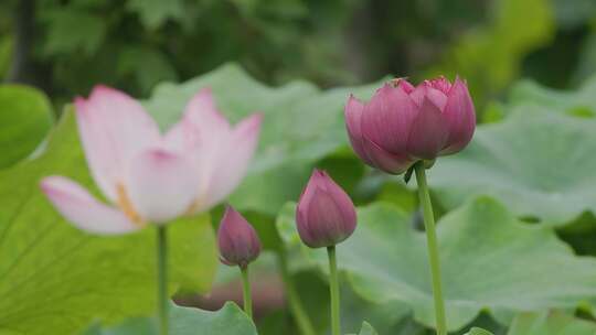 莲花园打卡记：游客与蜜蜂共赏莲花之美