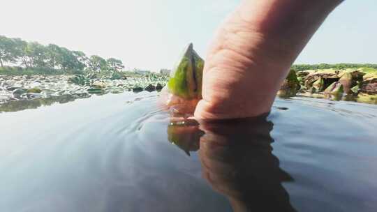 迷雾中的鸡头米湿地探秘