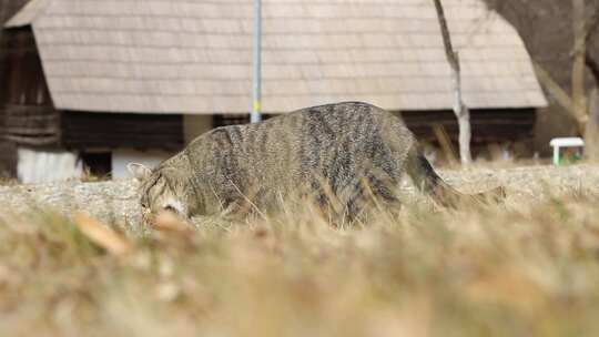 猫在草地上吃东西