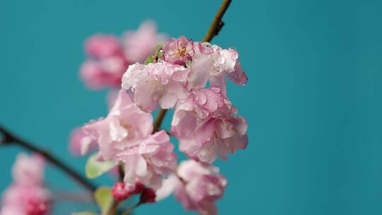 4K-春天盛开的海棠花，雨中海棠花
