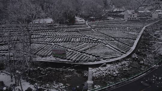DJI航拍新农村绿色生态茶园-农家小院-茶厂
