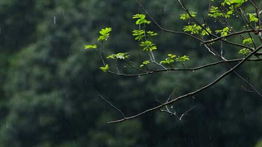 春天雨季雨滴树林树叶