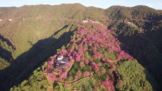 云南大理无量山樱花谷日出冬樱花和茶园航拍