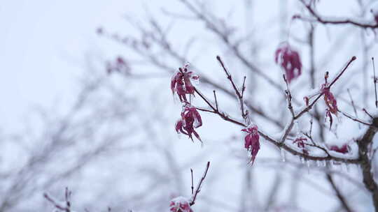 武汉江汉区菱角湖公园雪景