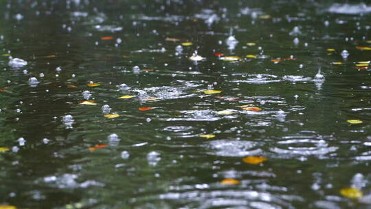 下雨水面上的雨滴落叶视频素材模板下载