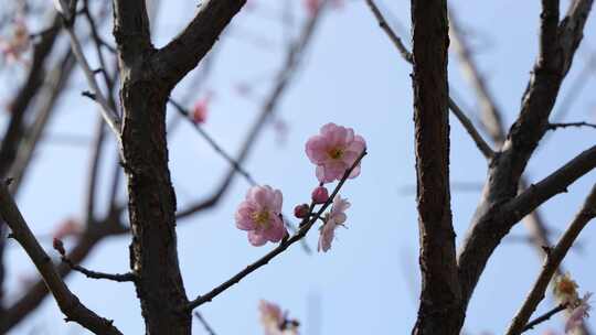 梅园、梅花