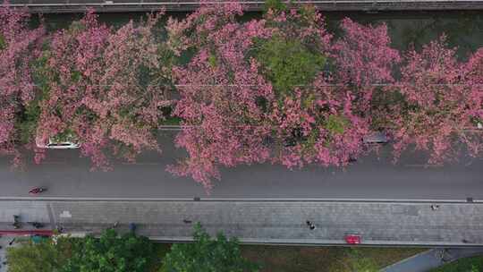 中国广东省广州市荔湾区坦尾美丽异木棉