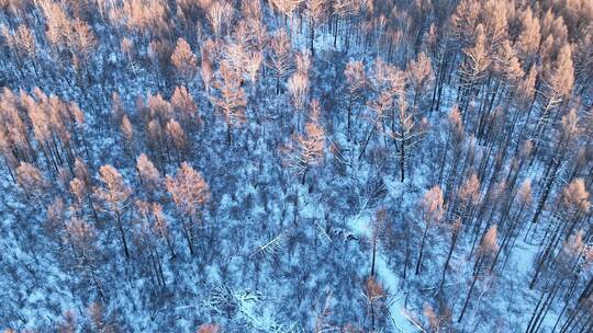 夕阳洒在林海雪原上