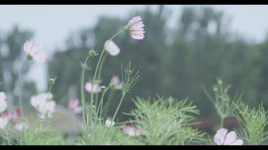 花海 格桑花