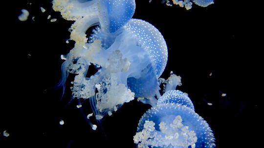 海蜇 海洋生物 水下摄影 水母
