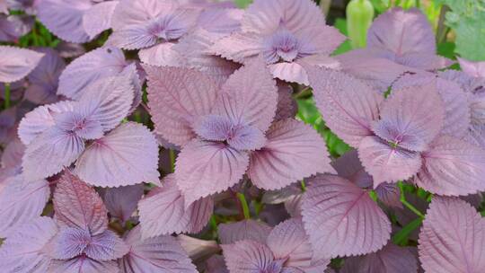 紫苏-香料-紫苏属植物