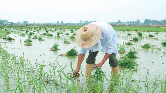 人工种植素材视频素材模板下载