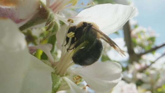 蜜蜂，授粉，昆虫，大黄蜂