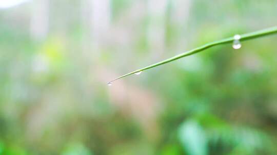 水滴落下滴落植被