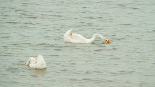 纯天然河道散养土鹅游泳潜水