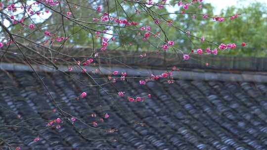 杭州西湖都锦生故居梅花风景