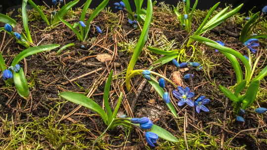 春天 万物复苏 花朵开始绽放 延时实拍