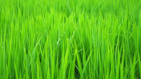 风雨中绿色水稻浪