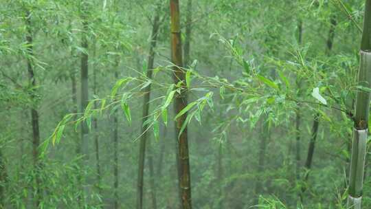 竹林竹叶禅意下雨天唯美空镜