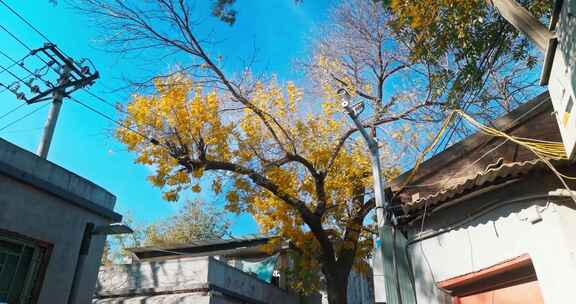 北京秋天 秋天落叶 胡同秋景