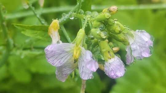 菜花小黄花寒风中摇曳距水珠微距