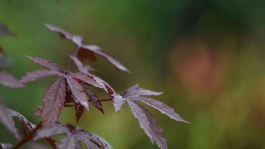 秋天枫叶在雨中轻轻摇动