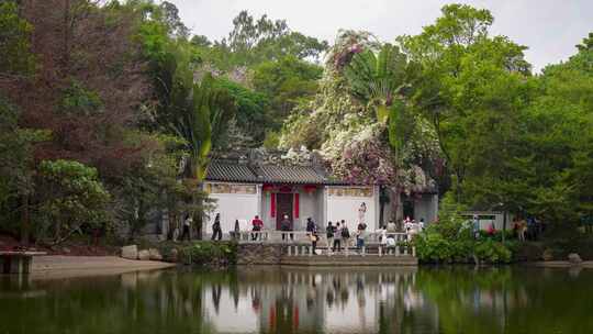 深圳园博园网红景点三角梅