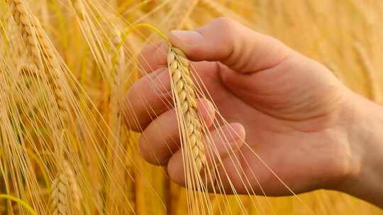 小麦收成.男性手中的麦穗.种植小麦和谷物视频素材模板下载