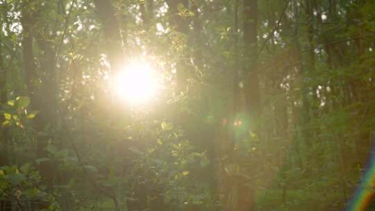 树林森林 阳光穿透过树林 大自然