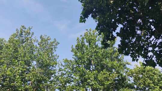 风吹树叶植物夏日风景实拍