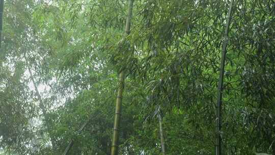 下雨天竹林景观特写，竹节挺拔竹叶繁茂