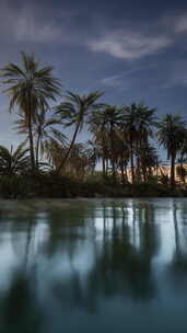 热带水体周围的棕榈树