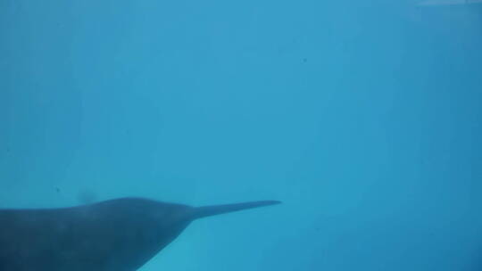 海洋游动的海豚视频素材模板下载