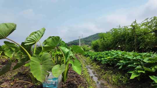 香芋园 香芋种植 芋头田