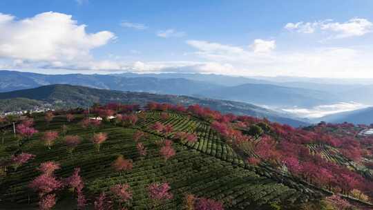 （5段延时）大理无量山樱花谷茶园治愈风景