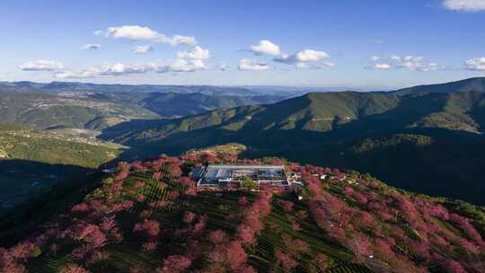 （5段延时）大理无量山樱花谷茶园治愈风景