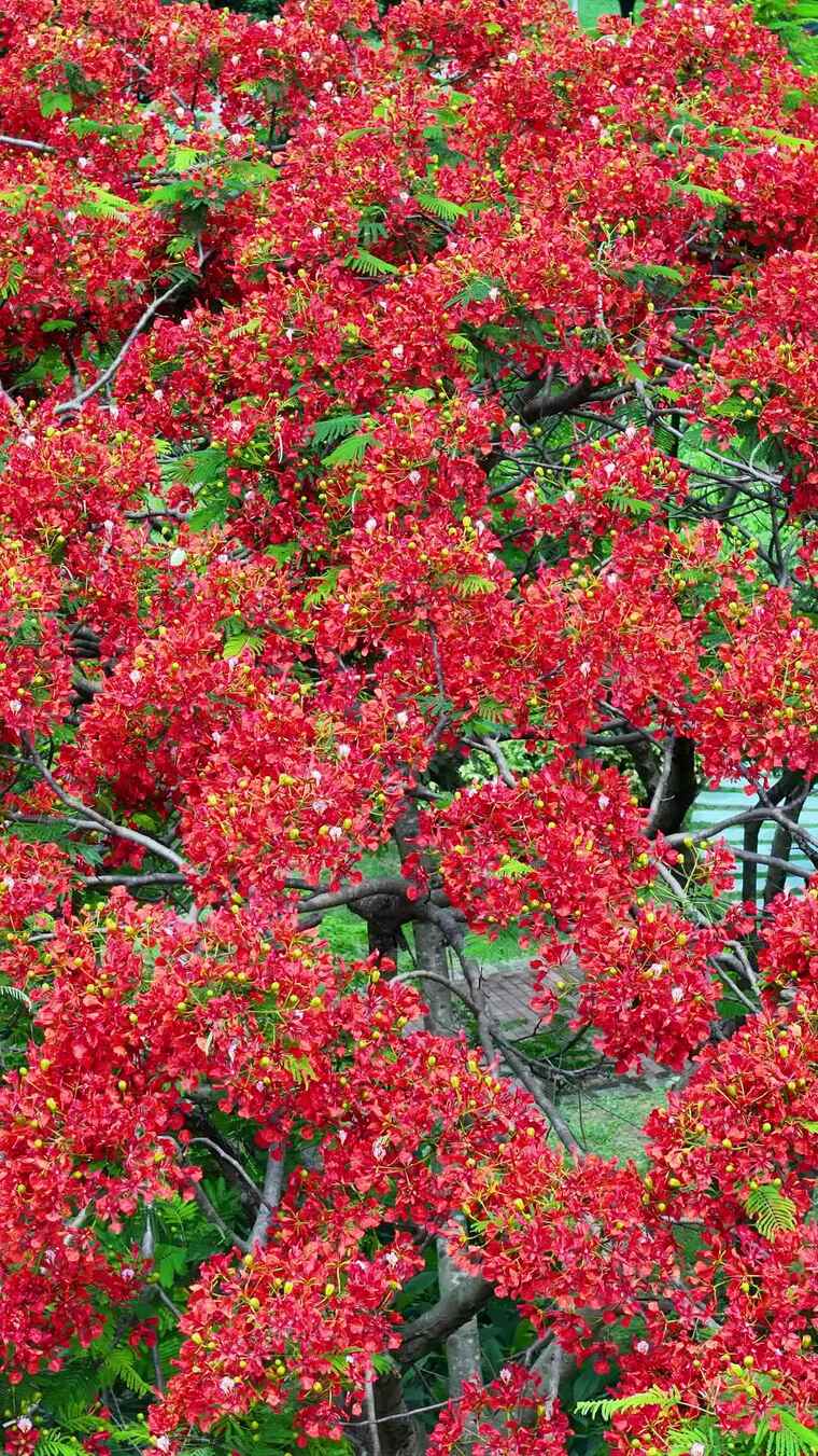 盛开的红色木棉花