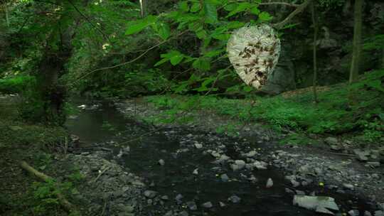 黄蜂巢，蜂群，森林溪流，Dolichov