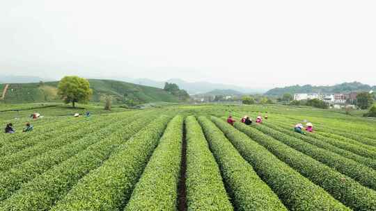 江南春天茶园采茶航拍杭州龙井茶园合集