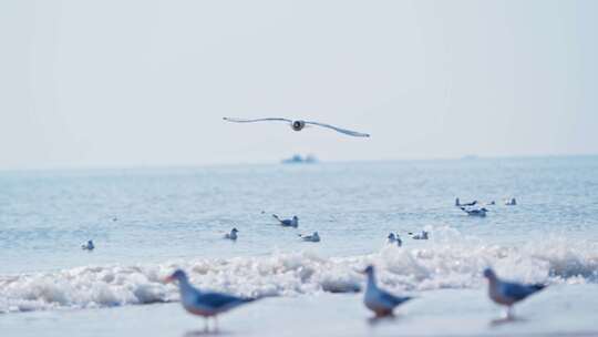大海海鸥飞翔4K超清
