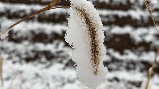 冬天植物上的白雪视频合集