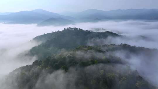 流动的云海西双版纳茶山风光航拍