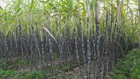 黑皮甘蔗果蔗种植基地